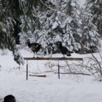 Turkeys on the fence